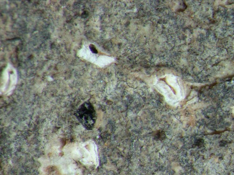 Acanthothecis gracilis image