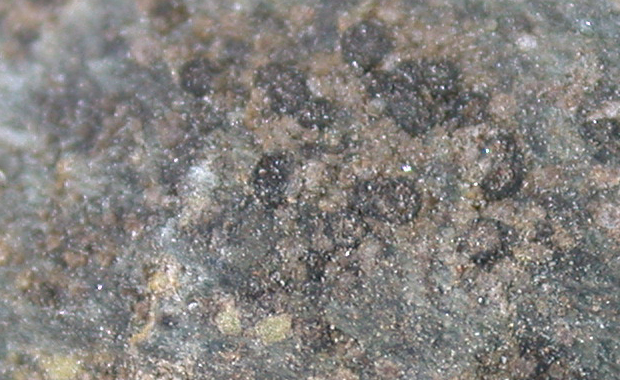 Rhizocarpon distinctum image