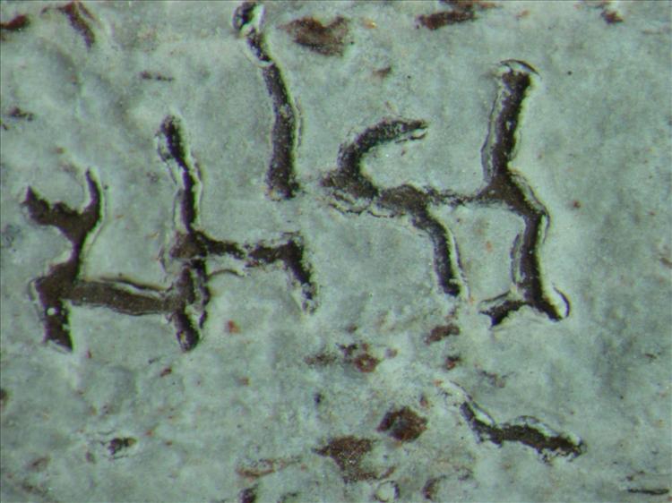 Platythecium hypoleptum image